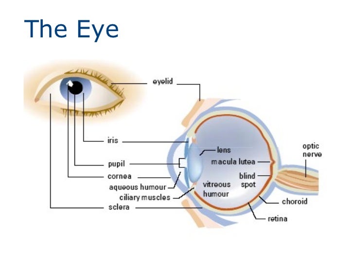 Lenses and the human eye
