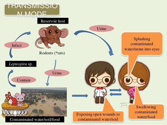 kidney transplant nursing kidney transplant alternatives