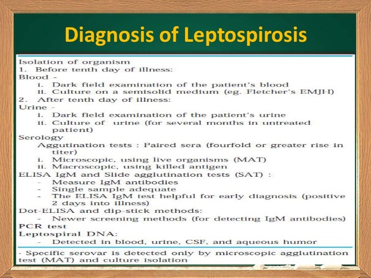Leptospirosis Dr Ajay Tyagi