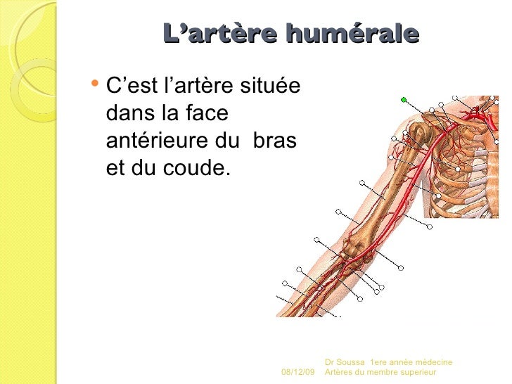 Rapide les augmentations du membre