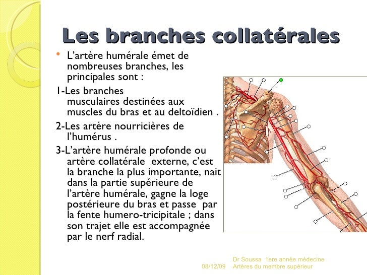 La préparation pour laugmentation du membre sexuel