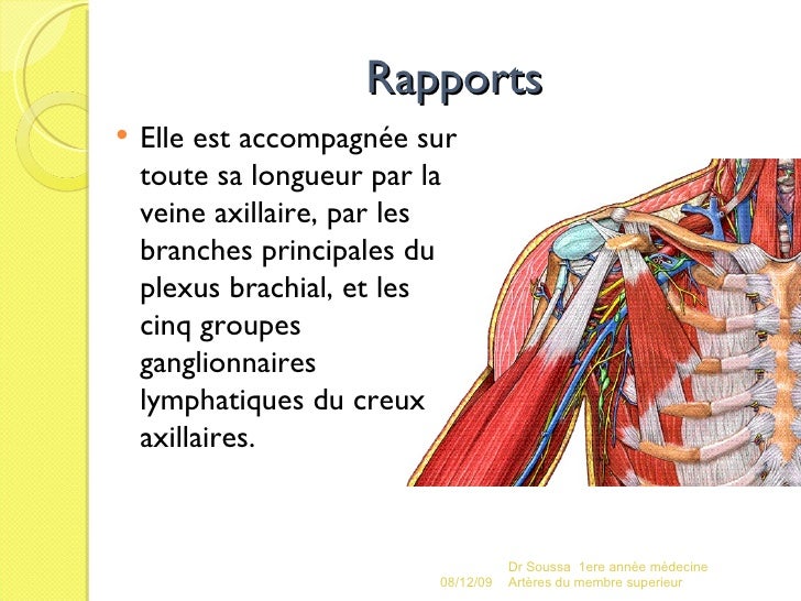 Petit les boutons blancs sur la tête du membre