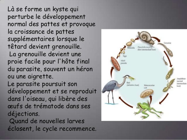 Les vers les parasites dans laquarium