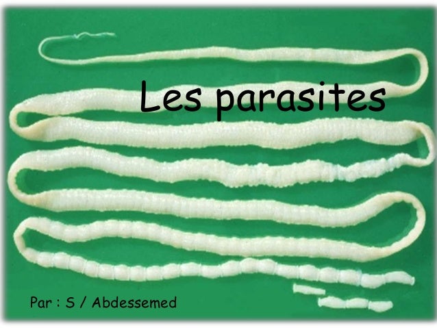 Des helminthes pour les petits chiens des petites races