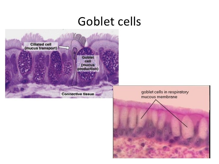 The tissues of the lungs