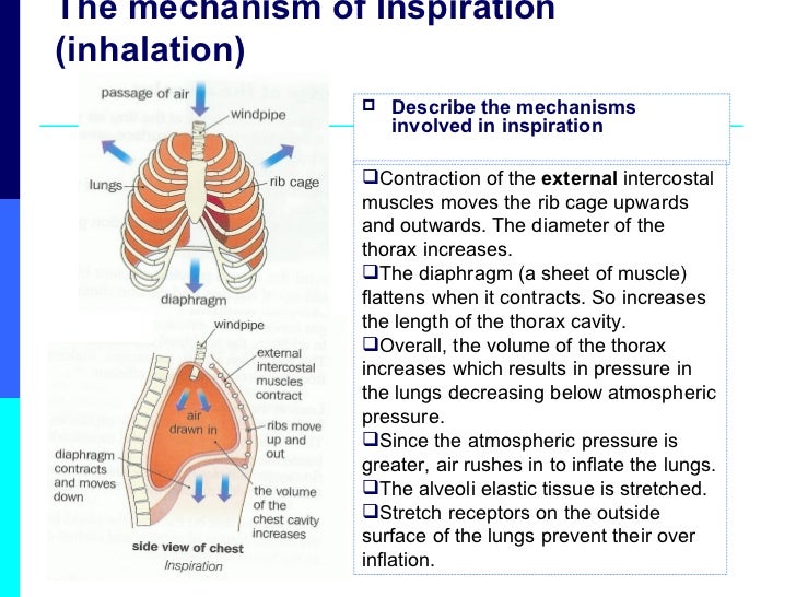 Lesson 5 Mechanisms Of Ventilation