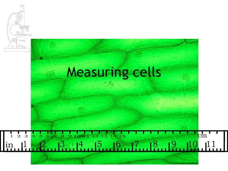 AS Biology Lesson 2 - Measuring Cells