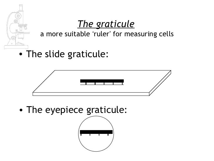 AS Biology Lesson 2 Measuring Cells