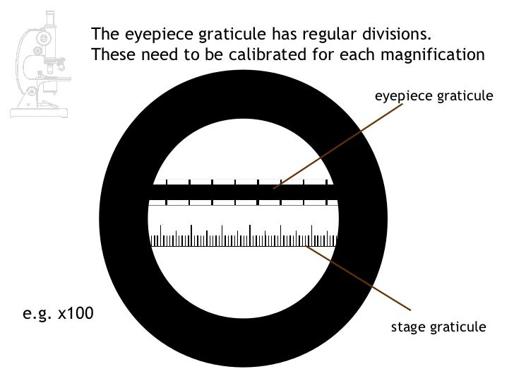 AS Biology Lesson 2 Measuring Cells