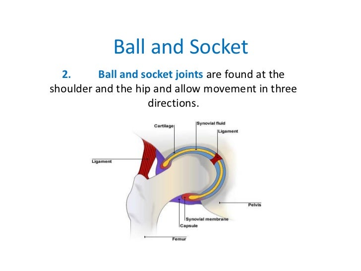 Lesson 2 tendons, ligaments, cartilage and joints