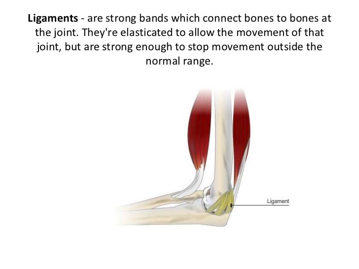 Lesson 2 tendons, ligaments, cartilage and joints
