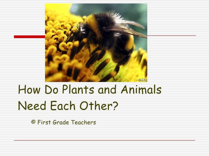 Lesson 3.3 How do plants and animals need each other?