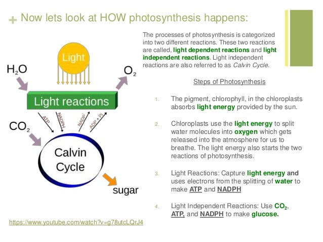 reactants of photsynthesis reaction reactants of photsynthesis reaction