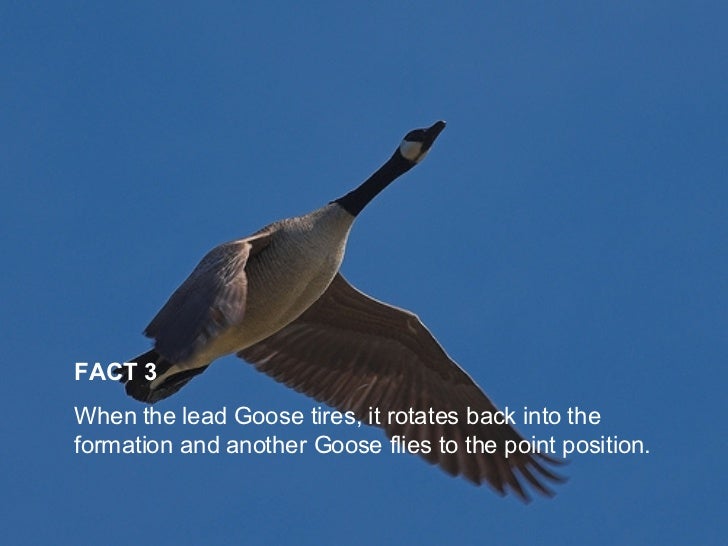 Lessons from the Geese?