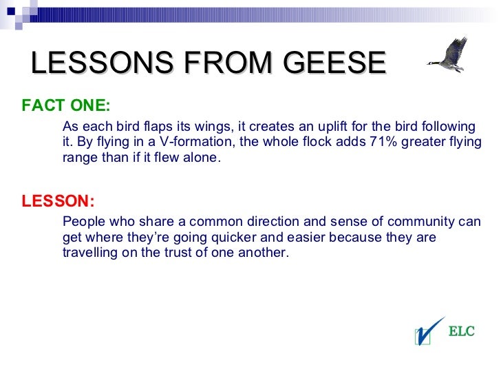 Lessons From Geese Teamwork