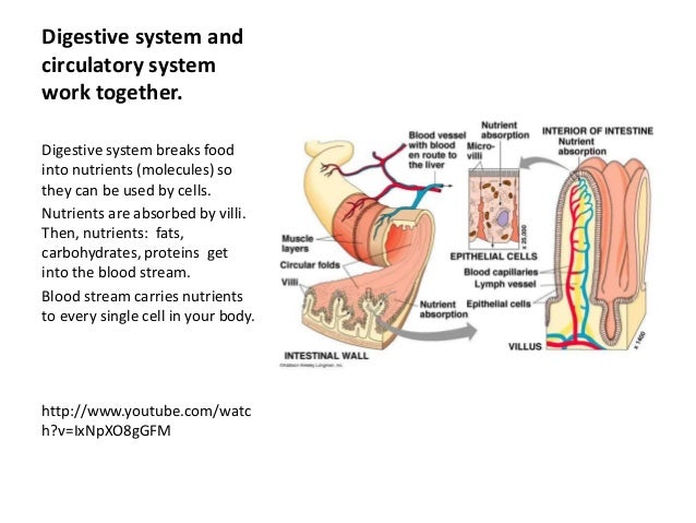 how the cardiovascular respiratory and digestive system are interrelated essay The main organs of human respiratory system are: nose short essay on respiratory system in humans here you can publish your research papers, essays. how the cardiovascular respiratory and digestive system are interrelated essay The main organs of human respiratory system are: nose short essay on respiratory system in humans here you can publish your research papers, essays.
