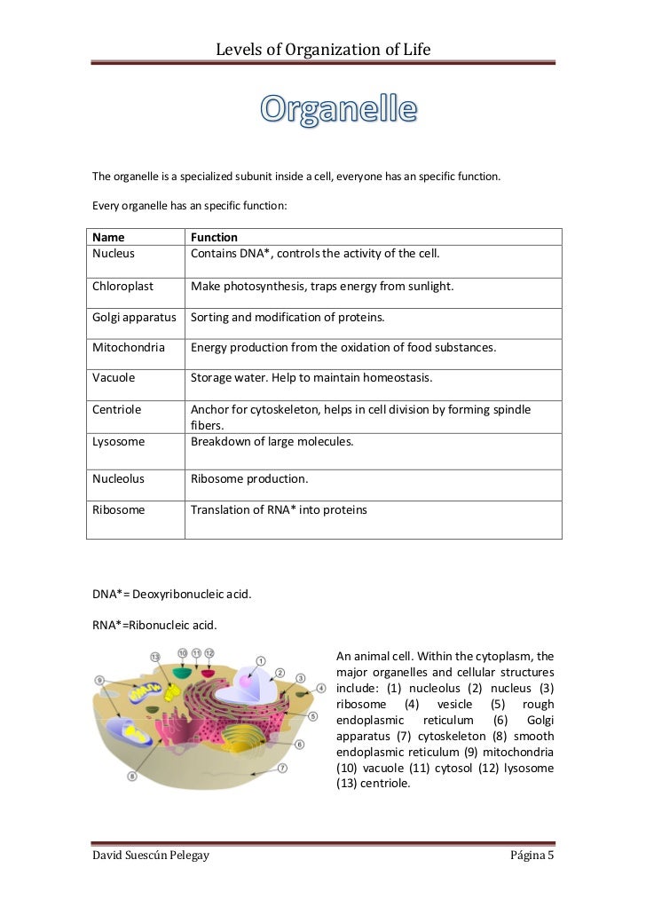 6 levels of organization Study flashcards on anatomy & physiology - ch 1 levels of organization / body systems / life processes at cramcom quickly. 6 levels of organization Study flashcards on anatomy & physiology - ch 1 levels of organization / body systems / life processes at cramcom quickly.