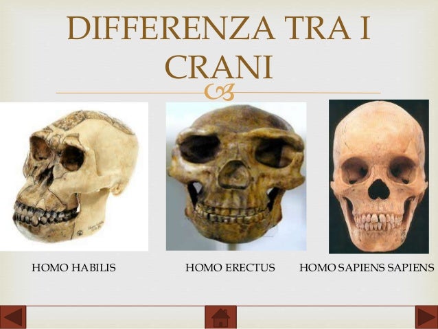 Differenza Tra Sapiens E Sapiens Sapiens
