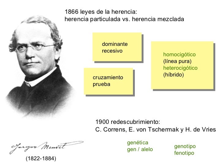 HERENCIA LEYES DE MENDEL herencia leyes de mendel: