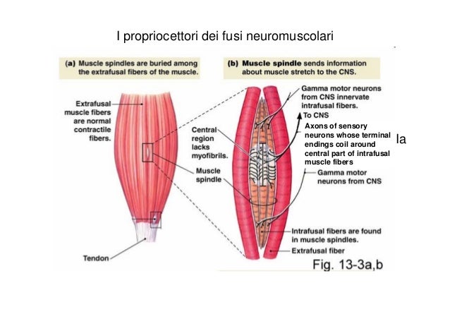 fusi neuromuscolari propriocezione fusi neuromuscolari prorpiocezione