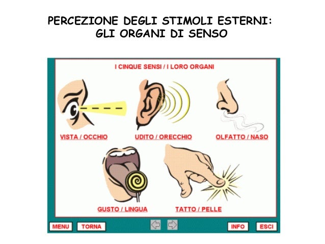 Nostri Sensi Riescono A Cogliere Tutti Gli Stimoli Presenti Nell'ambiente Lezione sistema nervoso