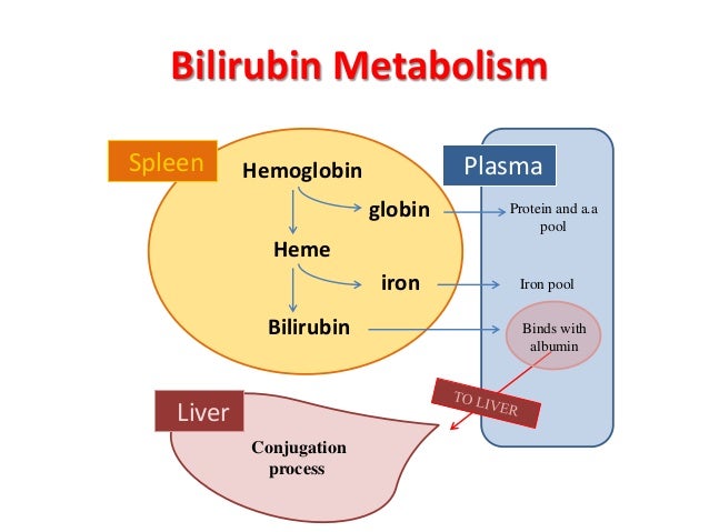 Healthy bilirubin levels in adults