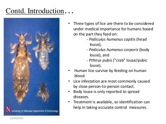 lice types of lice