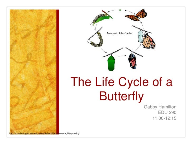 life cycle of a butterfly life cycle of a butterfly