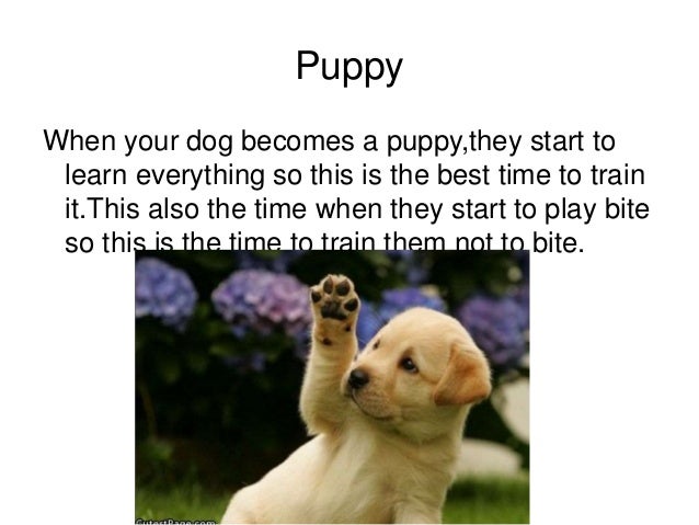 cycle of a puppy cycle cycle of a puppy cycle