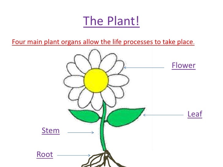 Life processes and cell activity