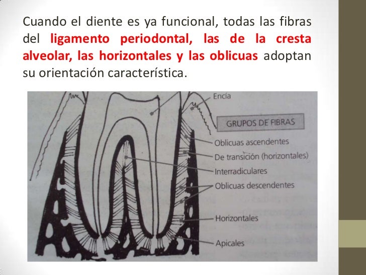 Ligamento periodontal