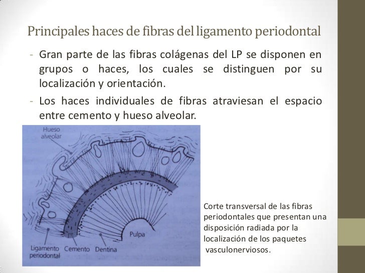 Ligamento periodontal