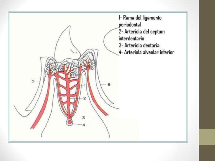 Ligamento periodontal