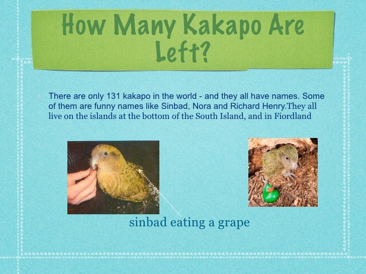 The NZ Kakapo researched by Lilli Baird