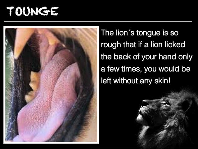 tommy rospide lions presentation