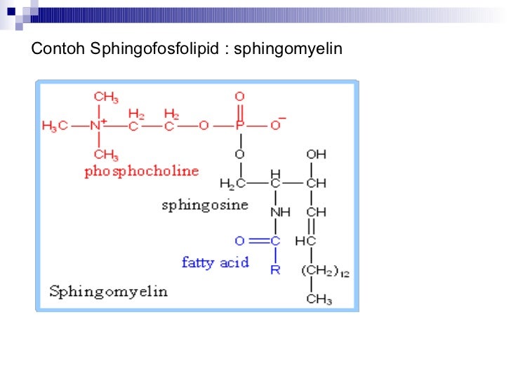 Contoh Biokimia | materi biokimia lipid Contoh Biokimia | materi biokimia lipid