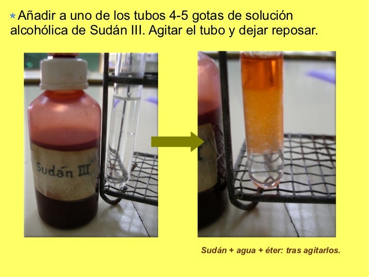 Lipidos