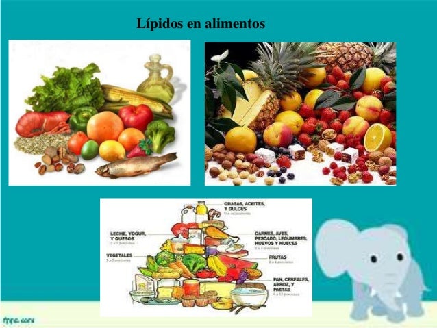 lipidos alimentos lipidos lipidos alimentos lipidos