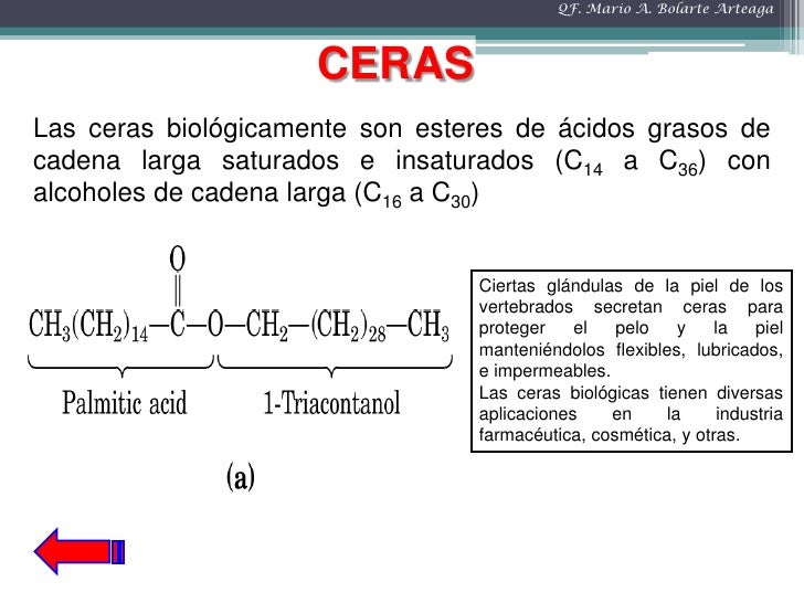 Lipidos Bioquímica
