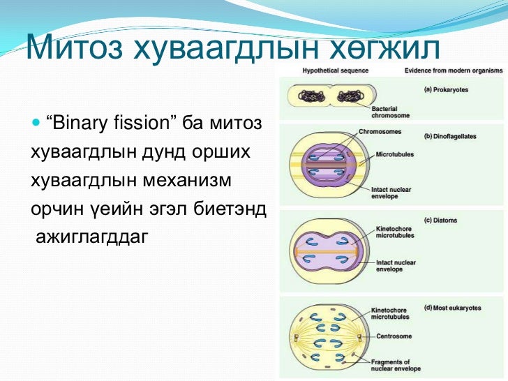 Litsei sur cell cycle 2hicheel