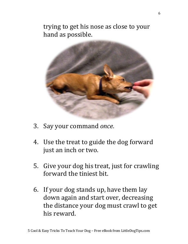 How To Teach a Dog To Roll Over