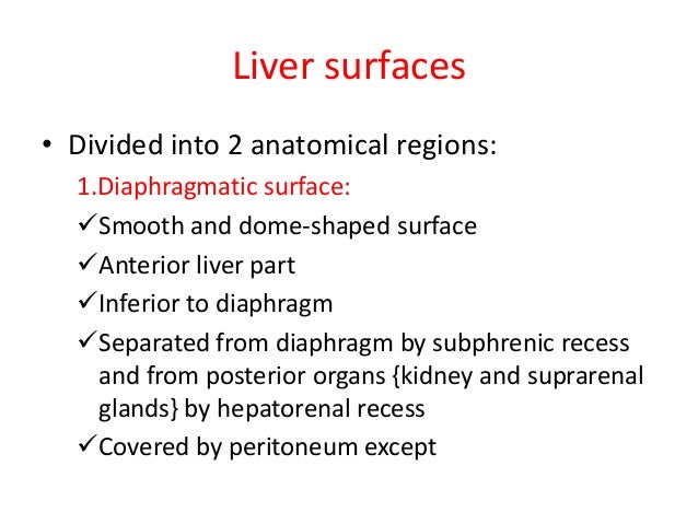 Surface Anatomy of Liver Liver Surfaces• Divided Into 2