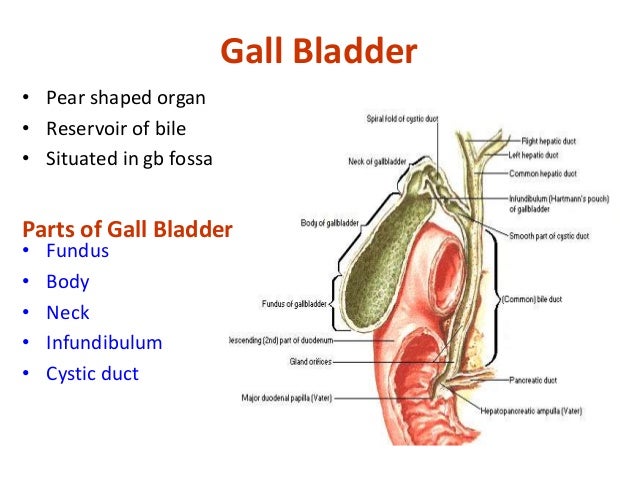 Liver & billary apparatus