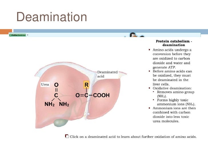 Liver metabolic function image