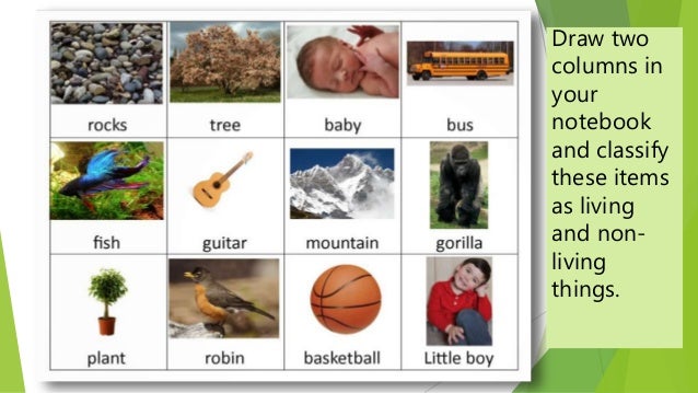 What are some common nonliving things?