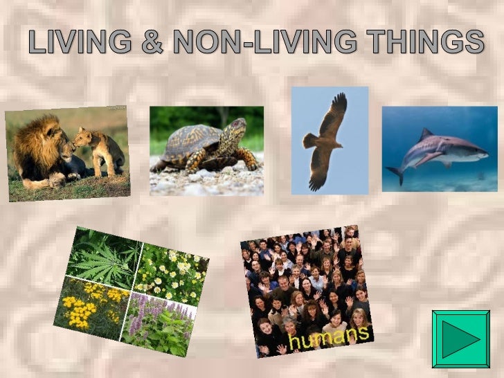 LIVING THINGS: ANIMALS