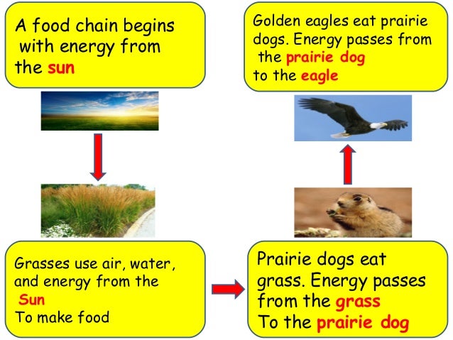 Dogs food chain, get my dog to stop biting me