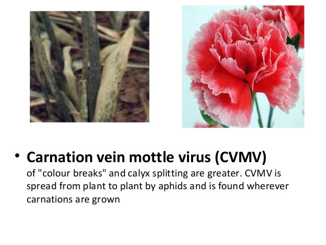 Diseases of anthurium Carnation and Rose.Prepared by Varu Gaitonde.