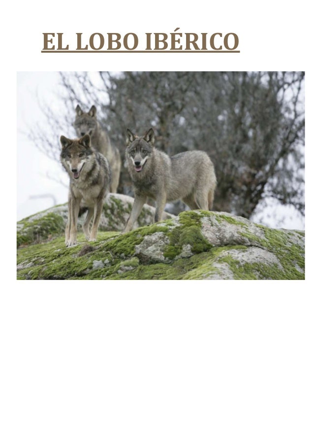 Lobo iberico copiar