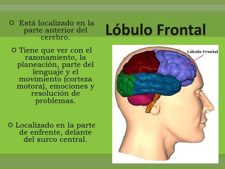 Lobulos cerebrales